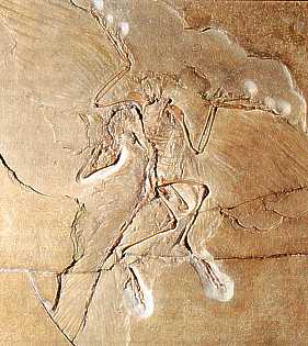 Archaeopteryx